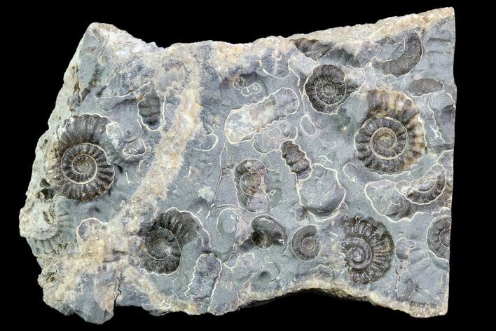 Ammonite (Promicroceras) Cluster - Somerset, England #86259